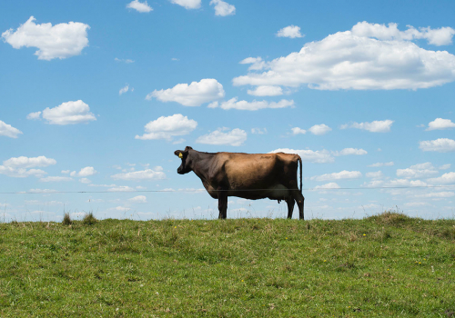 Cows 4
